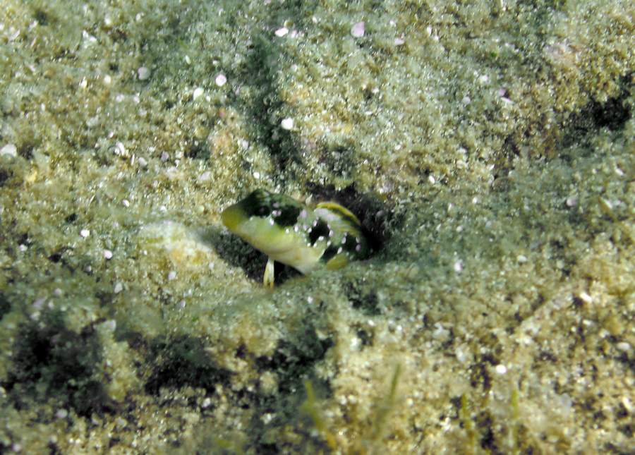 Blenniidae: Microlipophrys dalmatinus